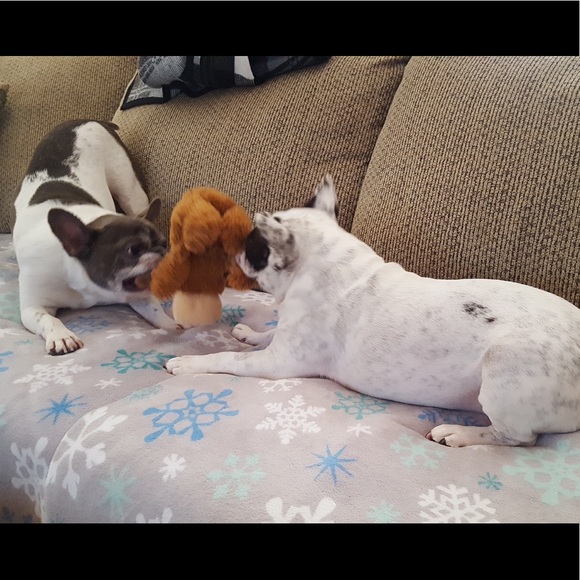 Your money buys our meds‼️‼️ THANK YOU‼️‼️😍😍 - Picture 2 of 7